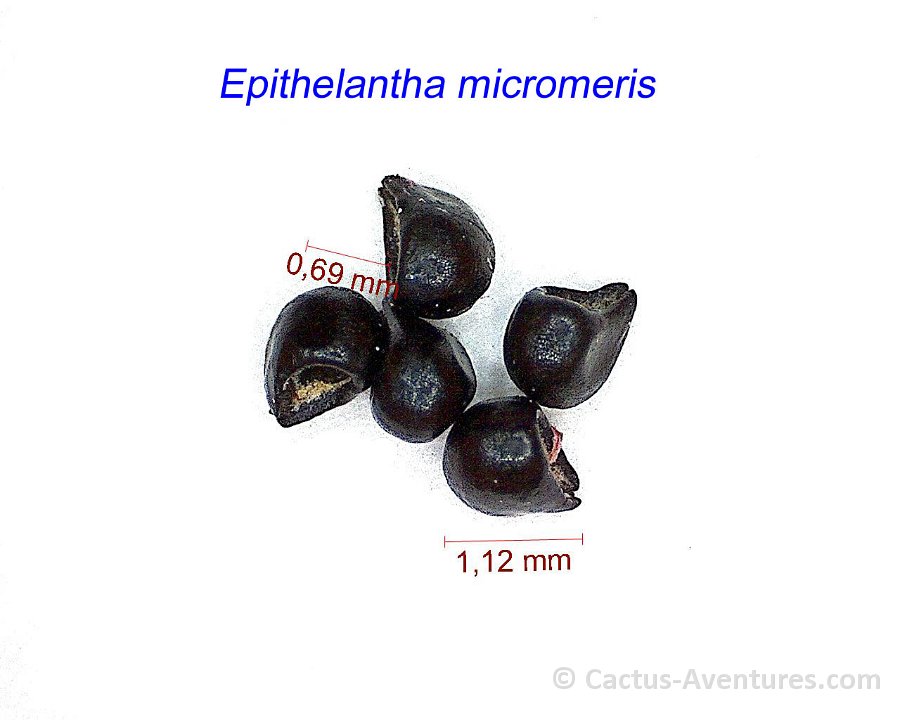Epithelantha micromeris